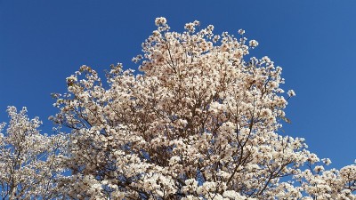 Ipe开花的树