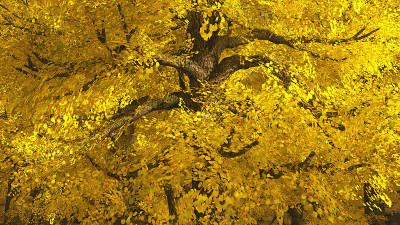 Aspen valley in Colorado during Autumn