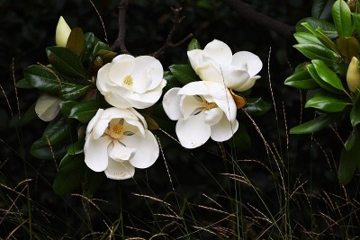 广玉兰花