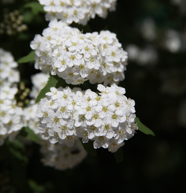 Spiraea