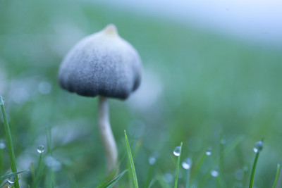 神奇蘑菇