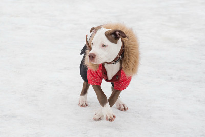 可爱的美国比特犬小狗穿着漂亮的宠物衣服站在冬天的公园里。宠物的动物。