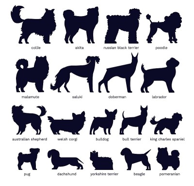 狗剪影。不同的品种。杜宾，雪橇犬和拉布拉多，贵宾犬和柯基，斗牛犬和哈巴狗。孤立的向量组