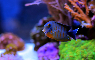 拟态伊布里堂(Acanthurus tristis)