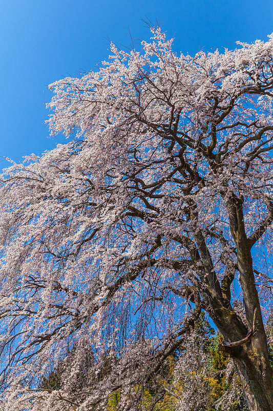 日本福岛县樱花盛开