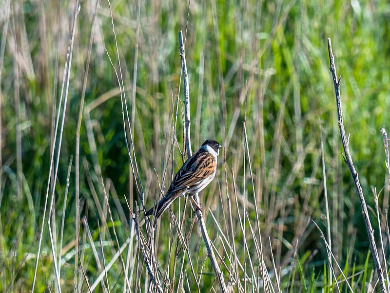 芦苇Bunting [Emberiza schoeniclusniclus]看起来壮丽