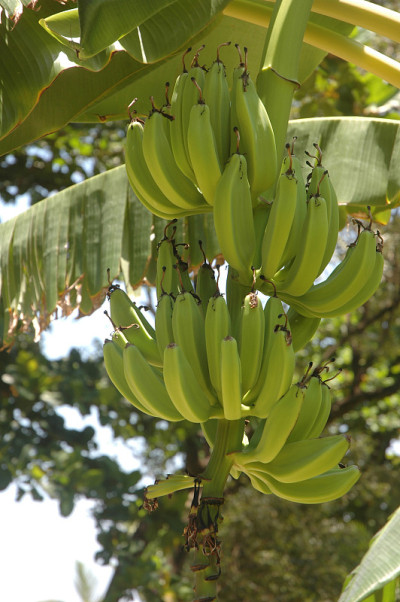 Roatan