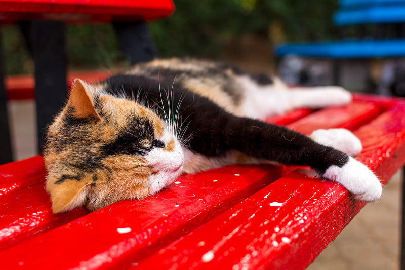 马耳他猫-流浪的印花布猫睡在长凳上