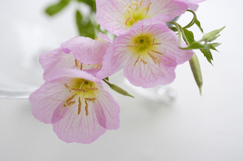 报春花装饰的玻璃花束