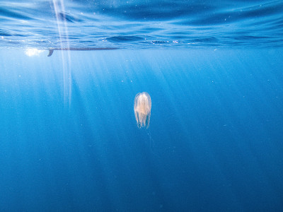 水母