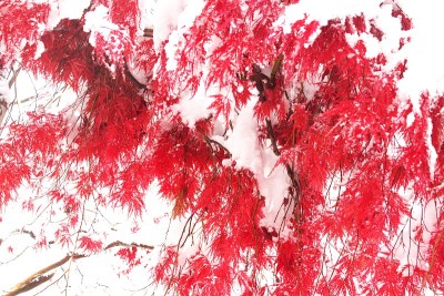 晚秋和粉状雪