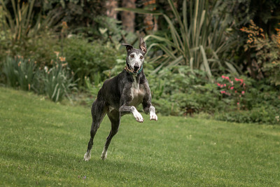 西班牙灰狗(Canis familiaris)玩