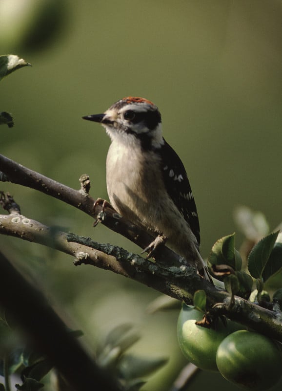 赤眼病(Pipilo erythrothalmus)