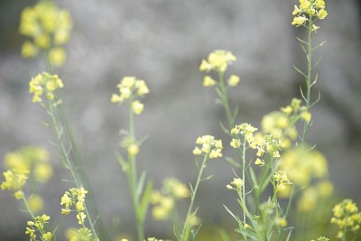 越南北部Moc Chau省的鲜花盛开