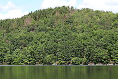 平静和森林
