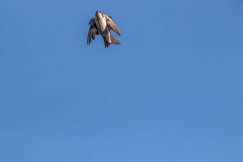 燕子飞过天空