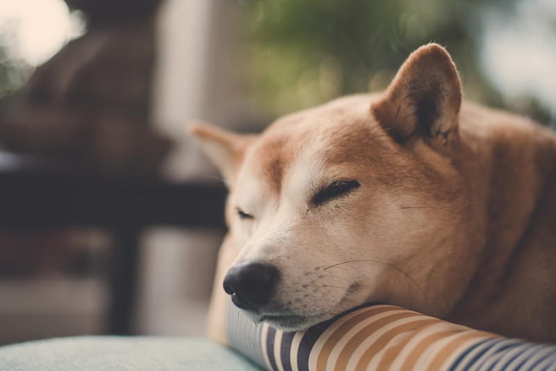 日本柴犬(2)