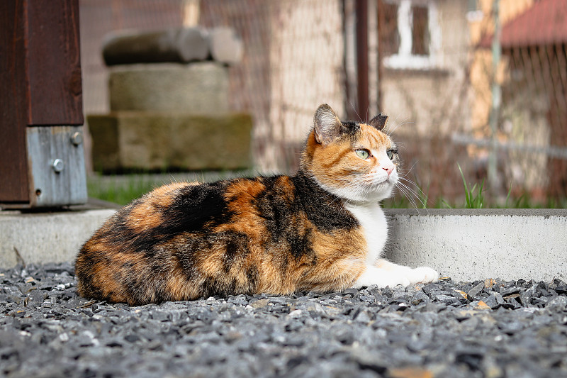 捕食者一动不动地躺在碎石上等待猎物。家猫会等待合适的时机攻击受害者