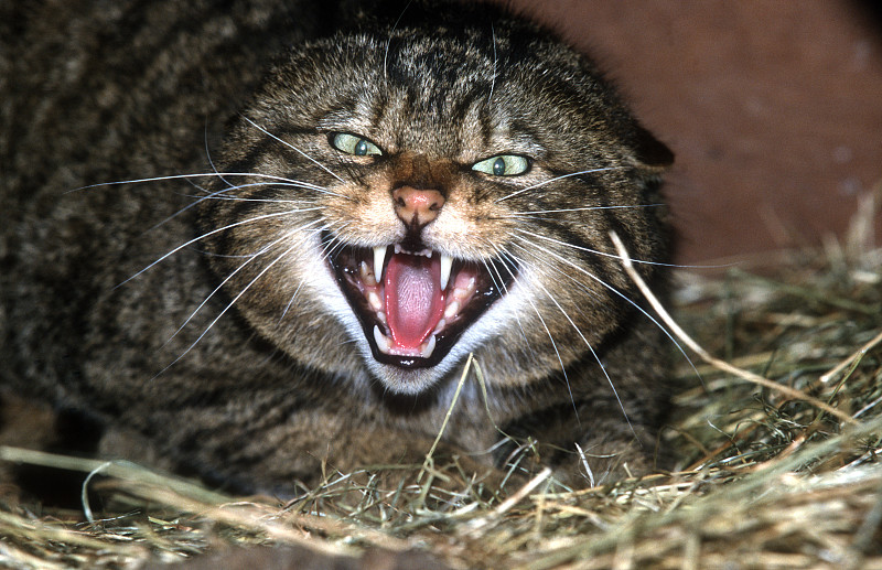 苏格兰野猫，野猫