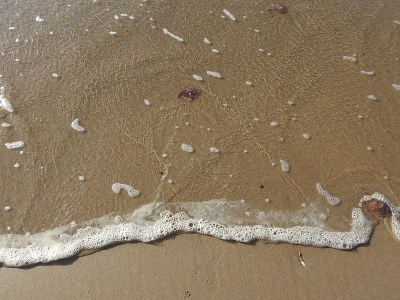 水母