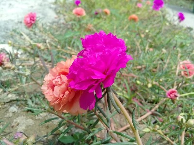 花