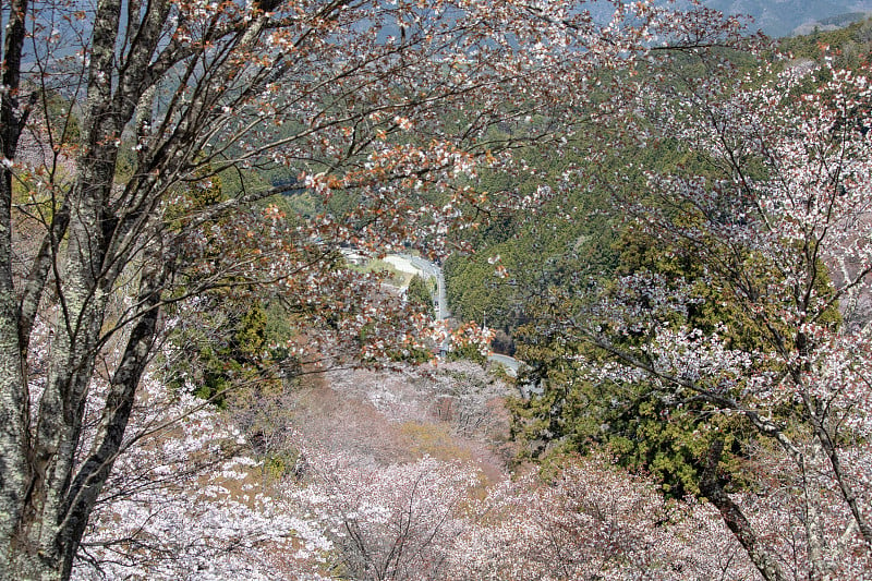 吉野山的樱花