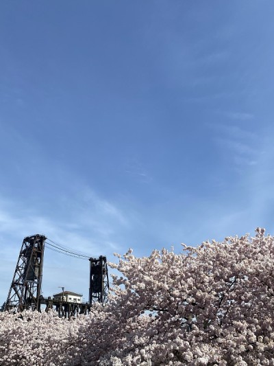 波特兰格里树