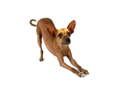 可爱的Xoloitzcuintli狗做蝴蝶结