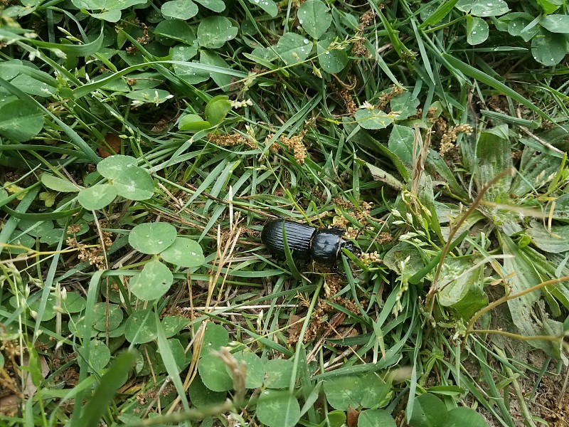 草丛里的大黑甲虫