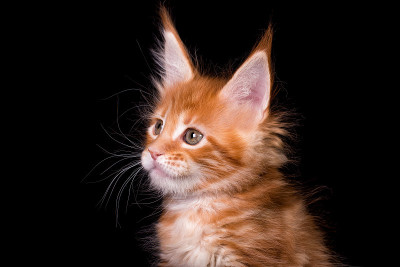 黑色背景上的缅因猫。