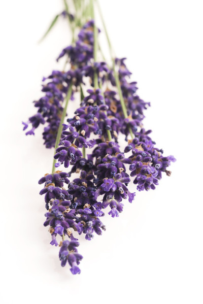 薰衣草花
