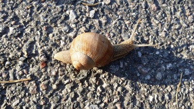马路中间有只蜗牛