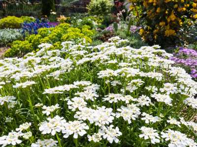 Iberis Sempervirens屈曲花属植物