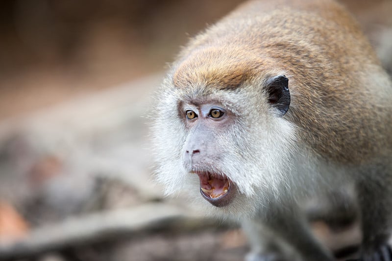 Langkawi_monkey