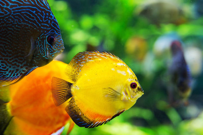 水族馆里五颜六色的海鱼