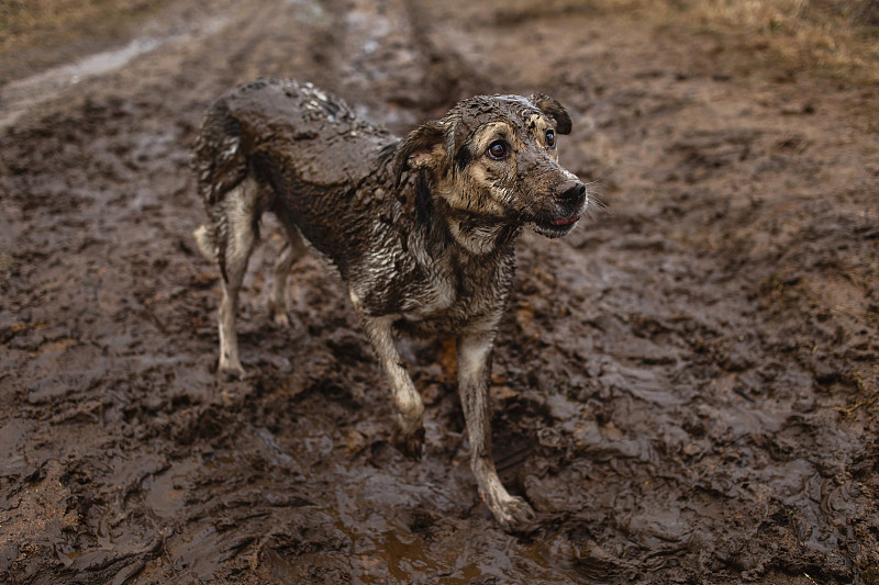 非常脏和湿的杂交牧羊犬