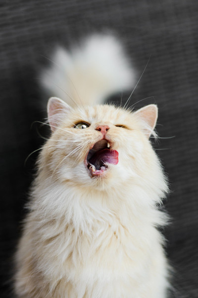 可爱的猫舔它的嘴与胃口的肖像