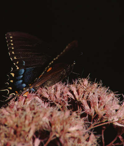 凤蝶(Papilio Troilus)
