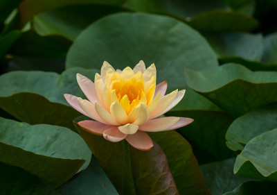 莲花
