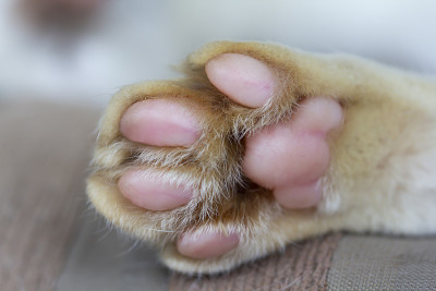 猫的爪子特写