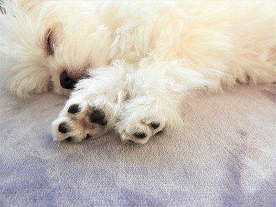 狗