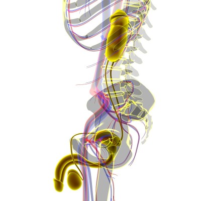 医学概念3D的男性生殖系统解剖学