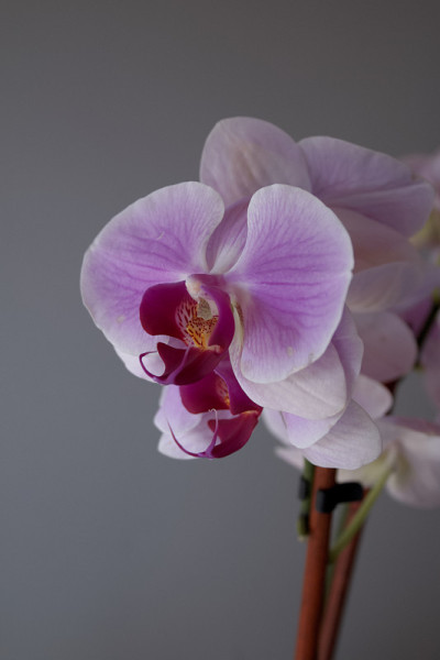 美丽的粉红色兰花花工作室拍摄
