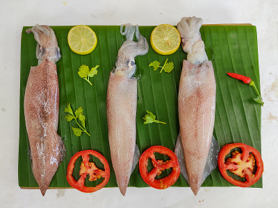 新鲜生Loligo鱿鱼(Loligo Duvauceli)用咖喱叶、番茄、柠檬片和香草装饰在白色背景