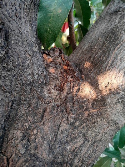 树壁纸
