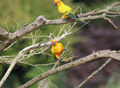 太阳鹦鹉（Aratinga solstitialis）