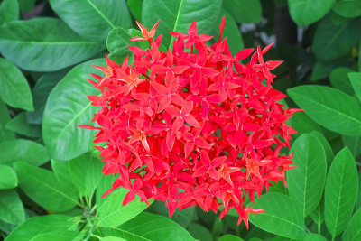 红色穗开花或瓢虫在绿叶背景上俯视图