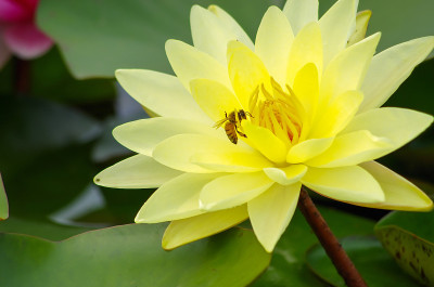 爱莲花