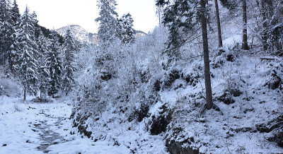 走在白雪覆盖的森林里