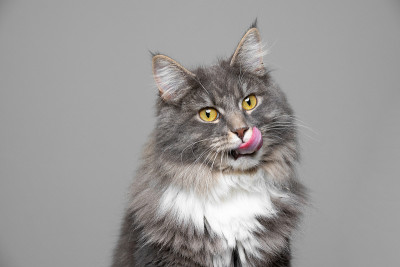 猫的肖像